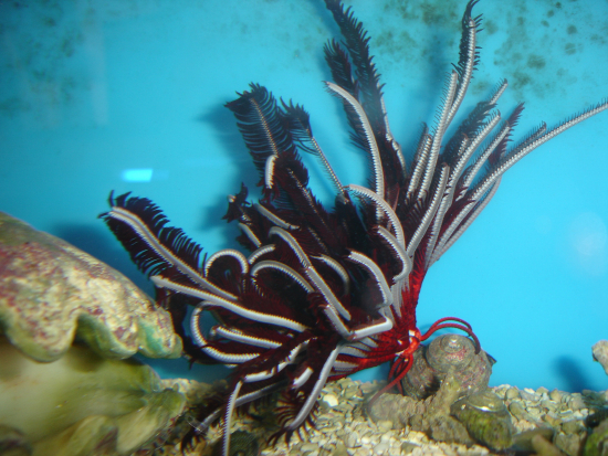  Comaster schlegelii (Schlegel's Feather Star, Black & Gold Feather Star)